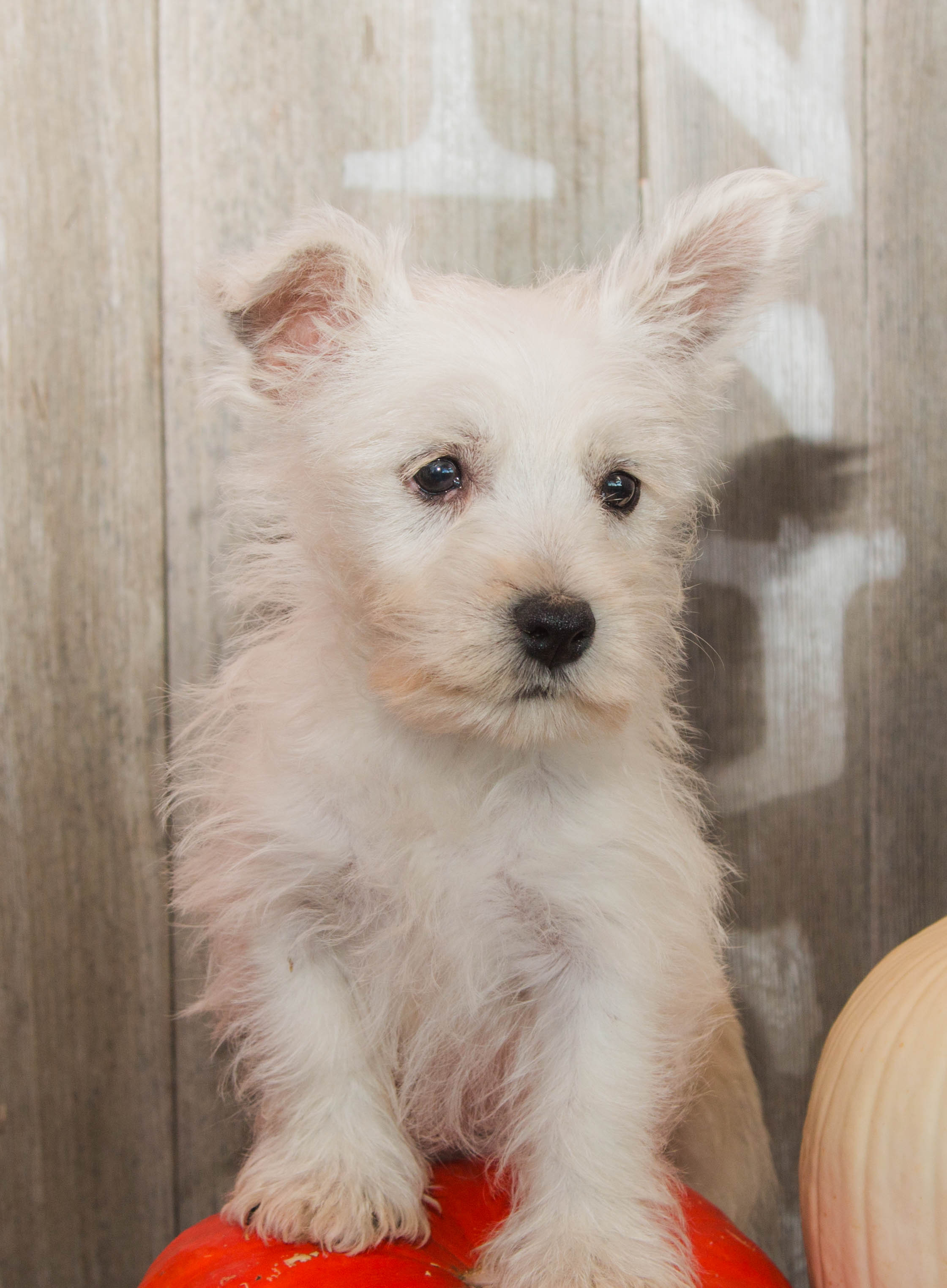 puppy, for, sale, West Highland White Terrier, Amos B. King, dog, breeder, Romney, WV, dog-breeder, puppy-for-sale, forsale, nearby, find, puppyfind, locator, puppylocator, aca